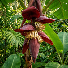 Red Banana Seeds for Planting