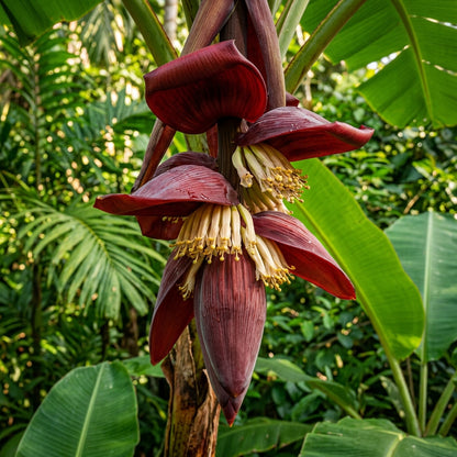 Red Banana Seeds for Planting