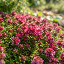 Magic Red Creeping Thyme Seeds for Planting