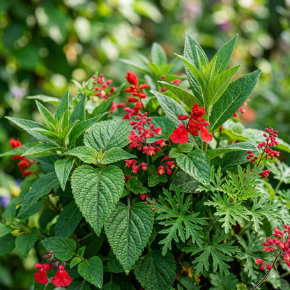 Red Flowering Plant Seeds for Planting