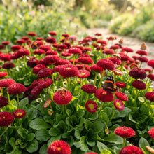 Daisy Pomponet Red Flower Seeds for Planting