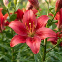 Lilium Asiatic Red Seeds for Garden Planting