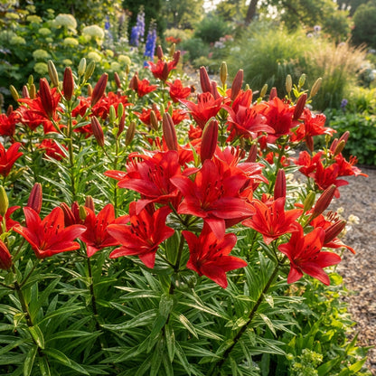 Lilium Asiatic Red Seeds for Garden Planting