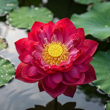Red Lotus Flower Seeds for Planting