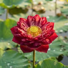 Red Rose Lotus Flower Seeds - Lotus Flower Seeds for Garden