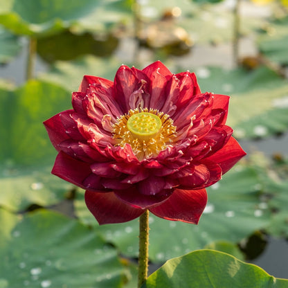 Red Rose Lotus Flower Seeds - Lotus Flower Seeds for Garden