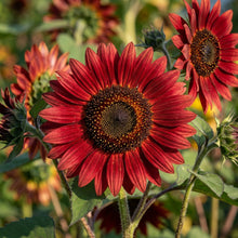 Red Sunflower Seeds For Planting