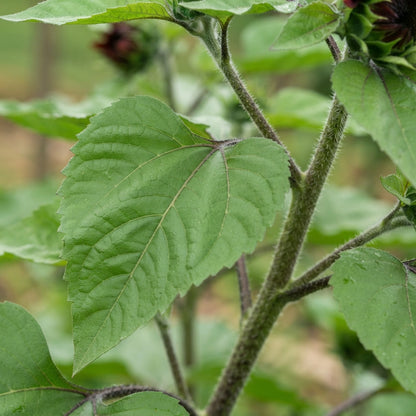 Dark Red Sunflower Seeds for Planting