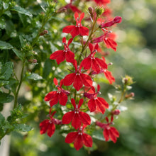 Trailing Lobelia 'Cascade Red' Flower Seeds for Planting