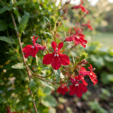 Trailing Lobelia 'Cascade Red' Flower Seeds for Planting