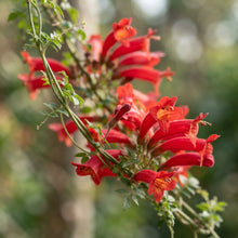 Eccremocarpus scaber Blood Red Flower Seeds for Planting