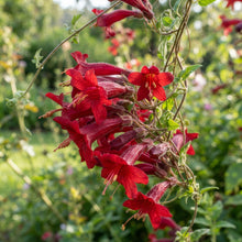Eccremocarpus scaber Blood Red Flower Seeds for Planting