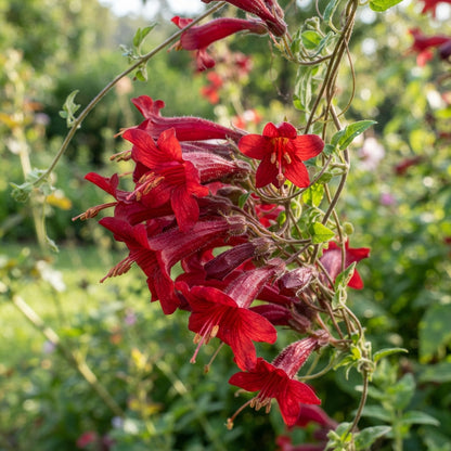 Eccremocarpus scaber Blood Red Flower Seeds for Planting