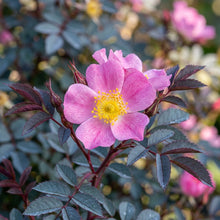 Rosa Glauca Flower Seeds for Garden Planting