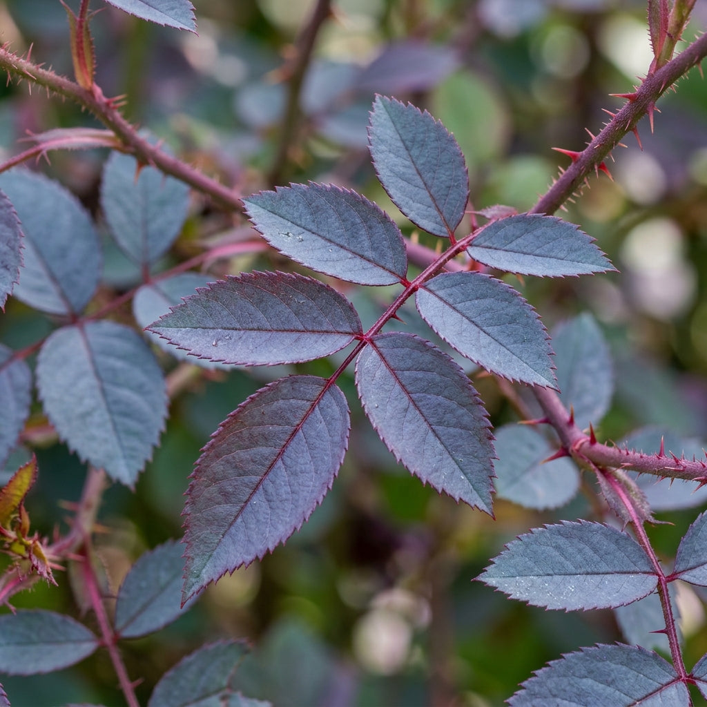 Rosa Glauca Flower Seeds for Garden Planting