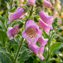Rehmannia Elata Seeds