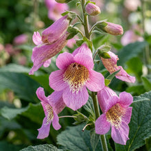 Rehmannia Elata Seeds