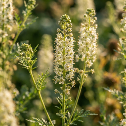 Reseda alba Flower Seeds for Planting