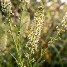 Reseda alba Flower Seeds for Planting