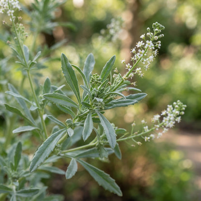 Reseda alba Flower Seeds for Planting