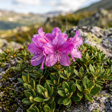 Rhododendron Camtschaticum Flower Seeds For Planting