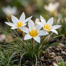Romulea Bulbodium Album Seeds