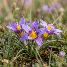 Romulea Macowanii Alticola Flower Seeds for Garden Planting