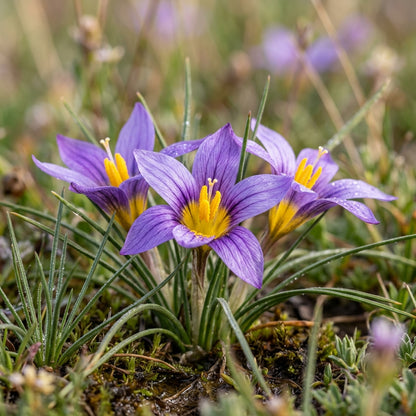 Romulea Macowanii Alticola Flower Seeds for Garden Planting