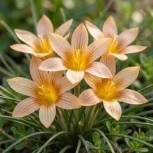 Romulea Obscura Subtestacea Flower Seeds for Garden Planting
