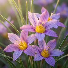 Romulea Tetragona Flower Seeds for Garden Planting