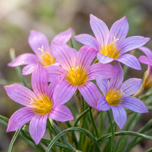 Romulea Tortuosa Flower Seeds for Garden Planting