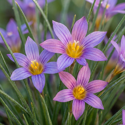 Romulea Zahnii Flower Seeds for Garden Planting