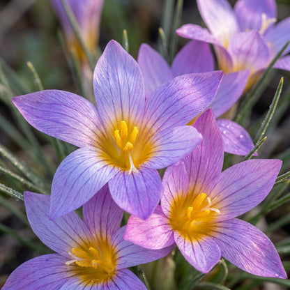 Romulea Zahnii Flower Seeds for Garden Planting