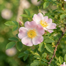 Rosa canina Flower Seeds for Planting