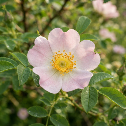 Rosa canina Flower Seeds for Planting