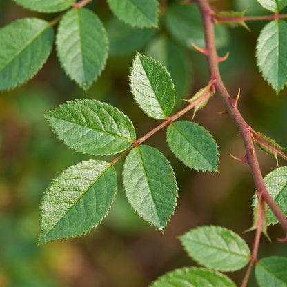 Rosa canina Flower Seeds for Planting