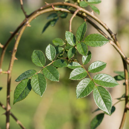 Rosa Filipes Kiftsgate Seeds for Garden Planting