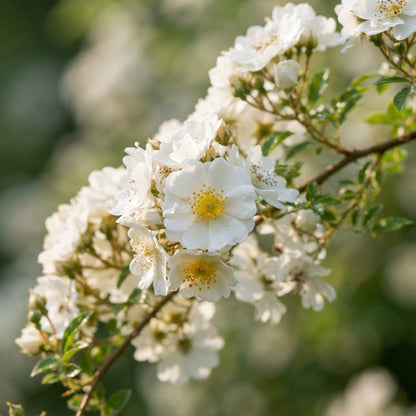 Rosa multiflora Flower Seeds for Planting