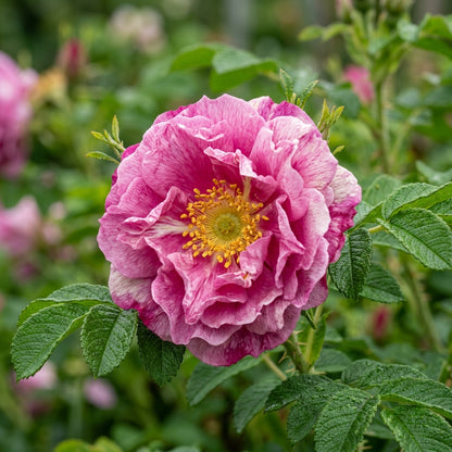 Rosa rugosa Japanese Rose Flower Seeds for Planting