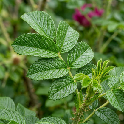 Rosa Rugosa Hansa Flower Seeds - Rose Flower Seeds for Garden