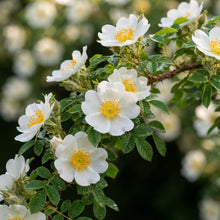 Rosa Spinosissima Flower Seeds for Garden Planting