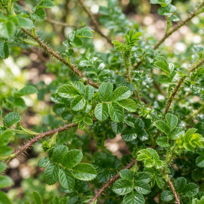 Rosa Spinosissima Flower Seeds for Garden Planting