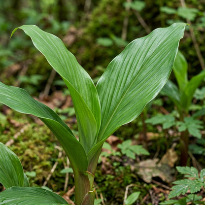 Roscoea Purpurea var. Procera Flower Seeds for Garden Planting