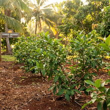 Rose Apple (Syzygium jambos) Seeds for Planting