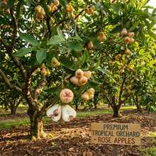 Rose Apple (Syzygium jambos) Seeds for Planting
