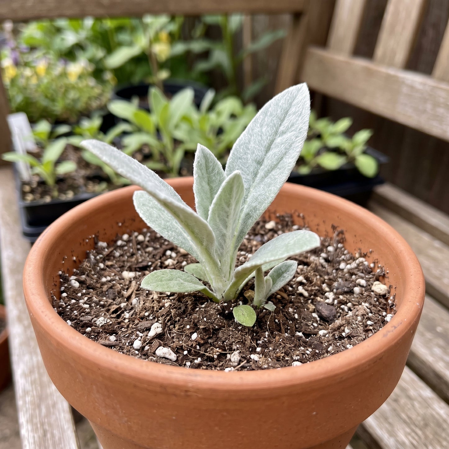 Rose Lychnis Seeds (Lychnis coronaria) Perennial Flower Plant