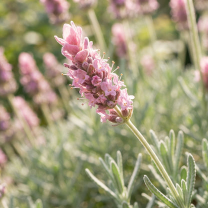 Rose Pink Lavender Seeds - Pink Lavender Flower Seeds for Garden