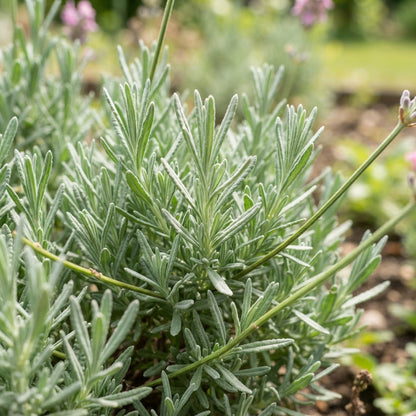 Rose Pink Lavender Seeds - Pink Lavender Flower Seeds for Garden