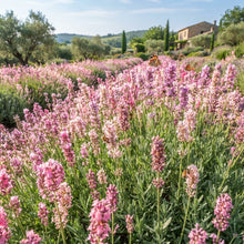Rose Pink Lavender Seeds - Pink Lavender Flower Seeds for Garden