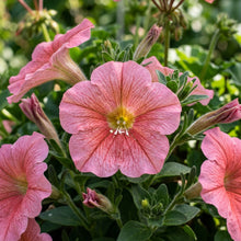 Rose Pink Petunia Seeds For Planting